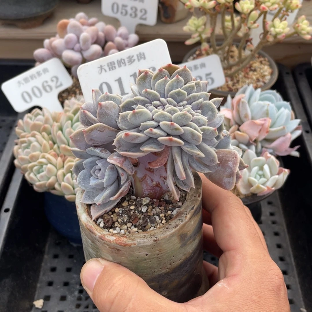 0116汉堡缀不带盆10厘米