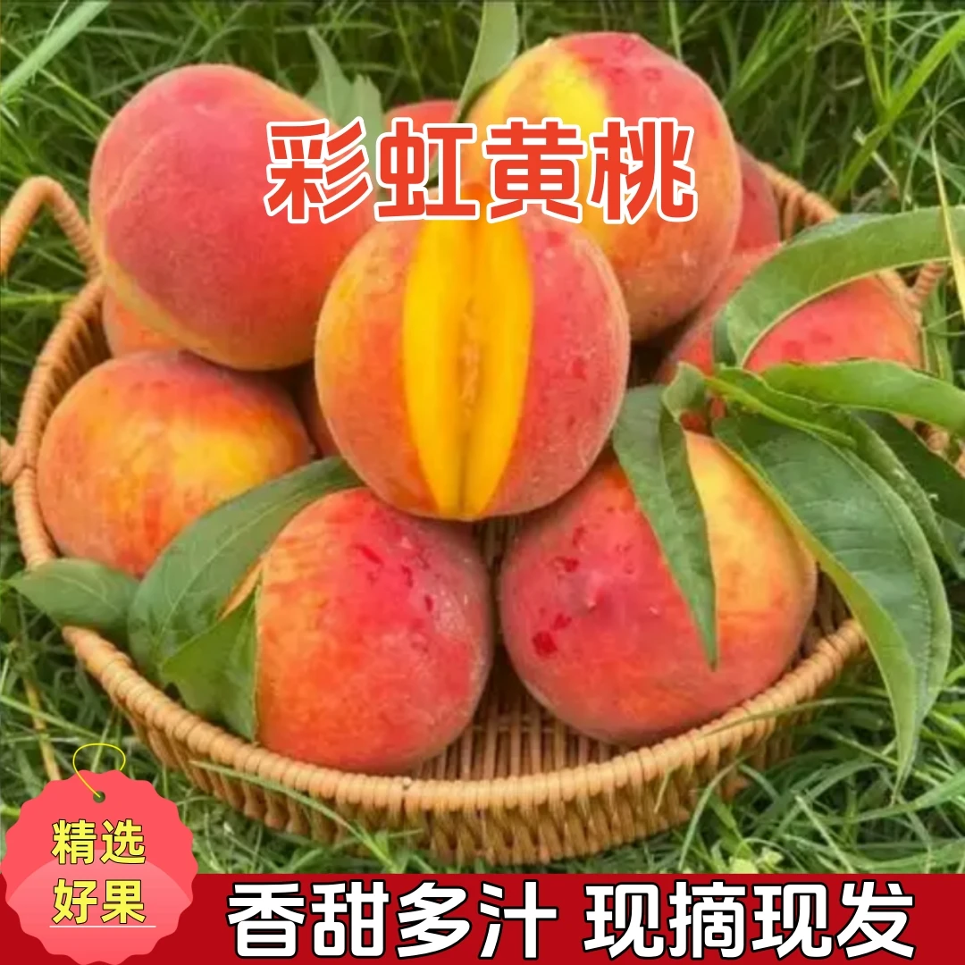 【应季鲜桃】湖北彩虹黄桃头茬鲜桃脆甜多汁产地直发