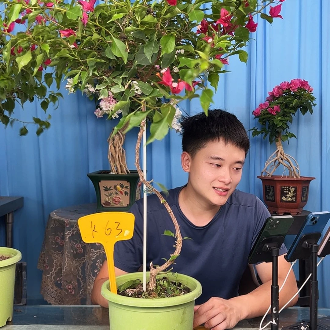 牛***山当前无花栽培后可以开花K63紫红桑巴