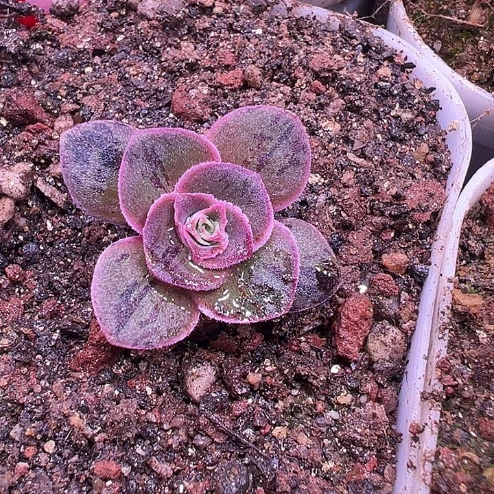 金***来MT92山地玫瑰帕美杂交92