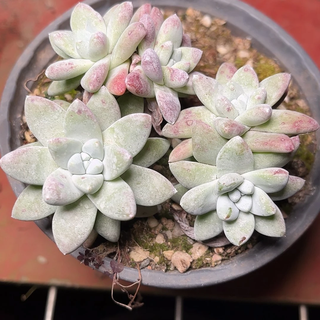 哈哈哈白姆多肉8326