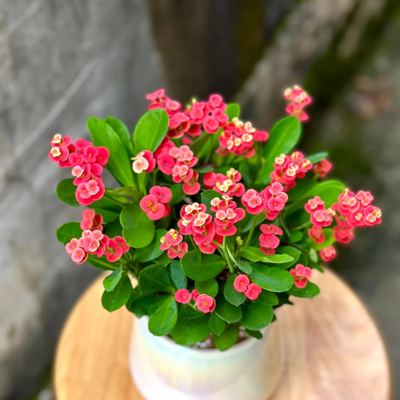 虎刺梅铁海棠盆栽(花期长 开花娇小可爱)庭院阳台开花植物