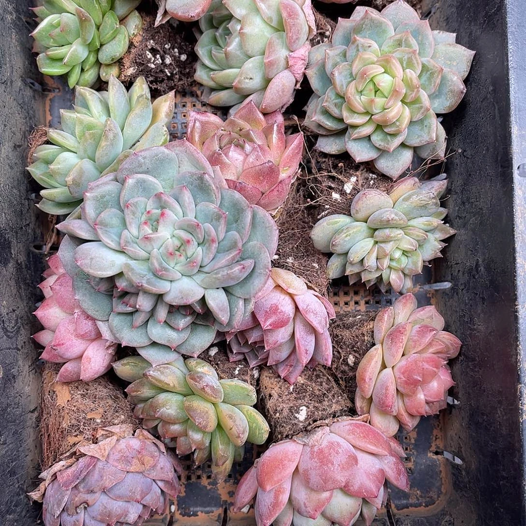 多肉一物一拍4-147