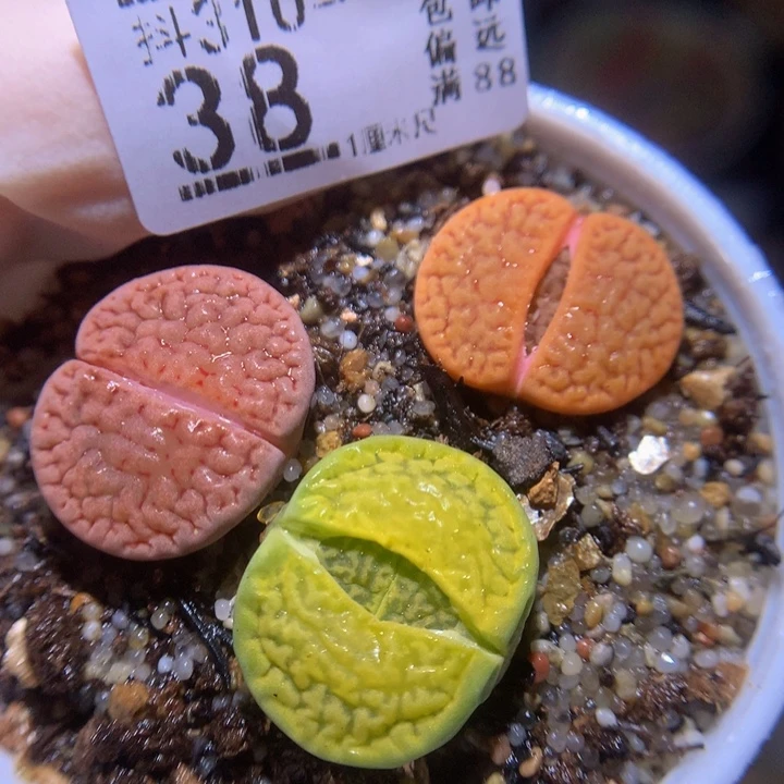精品生石花多肉310.38