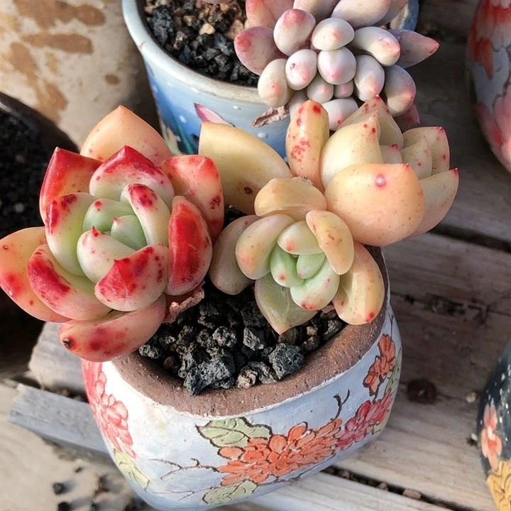 【闪购商品】楽*乐忆香槟