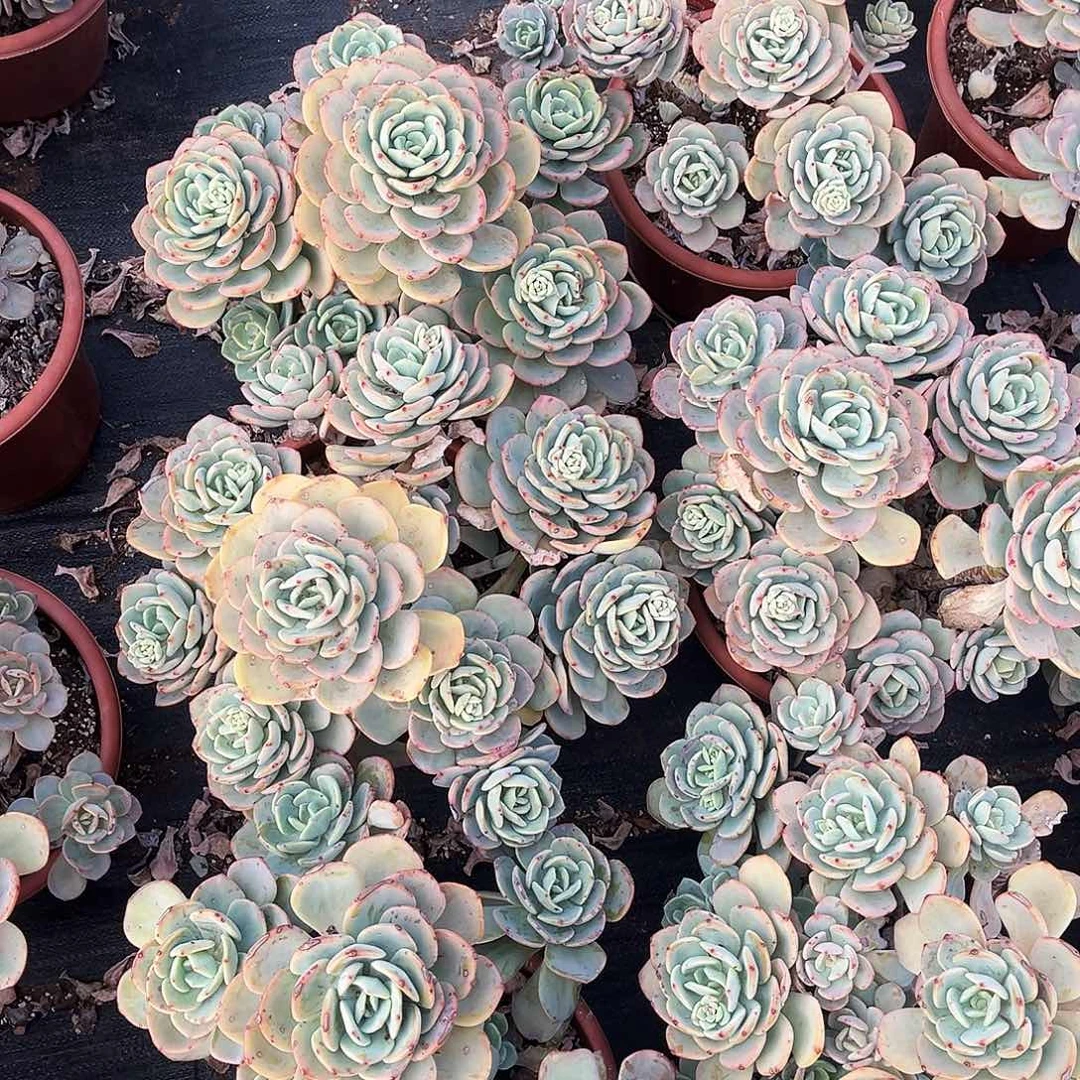 白月光19.99多肉植物