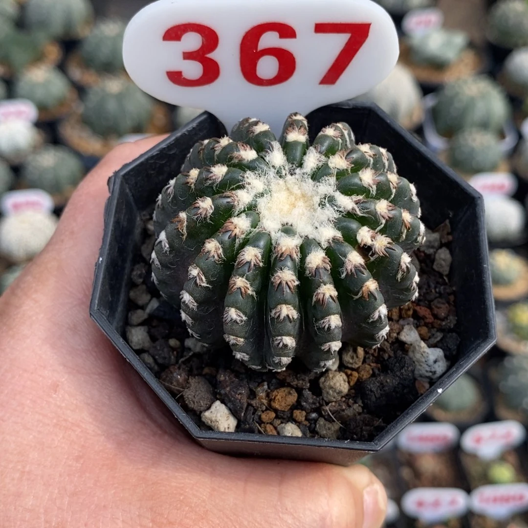 367奇特球福利系列