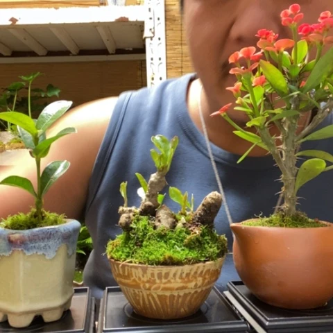 红陶一物一拍所见即所得172