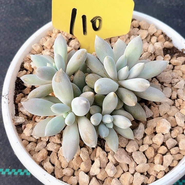 哥特寄养110号码牌子的