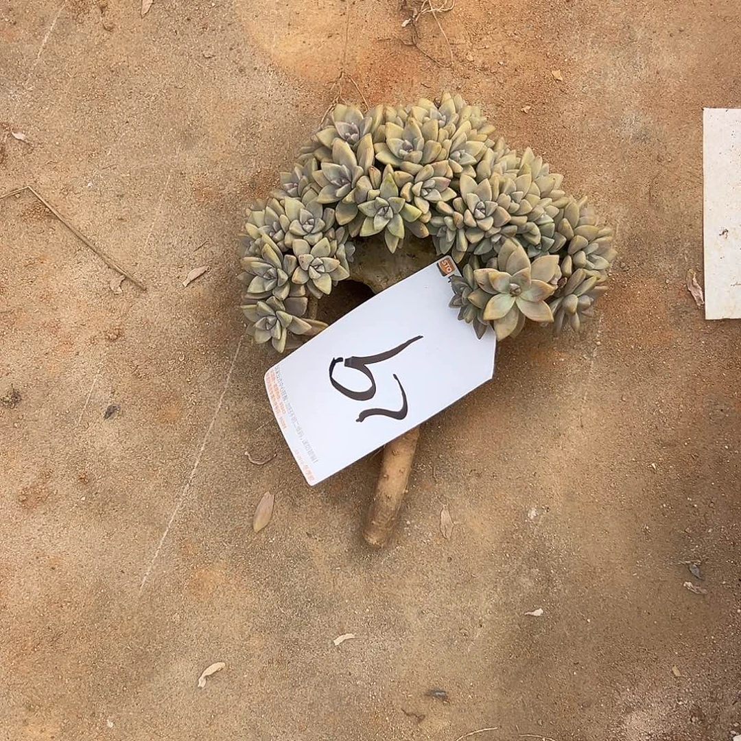 J***y淡雪29多肉一物一拍