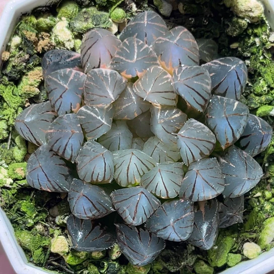 恭喜发财大吉大利0154霓虹