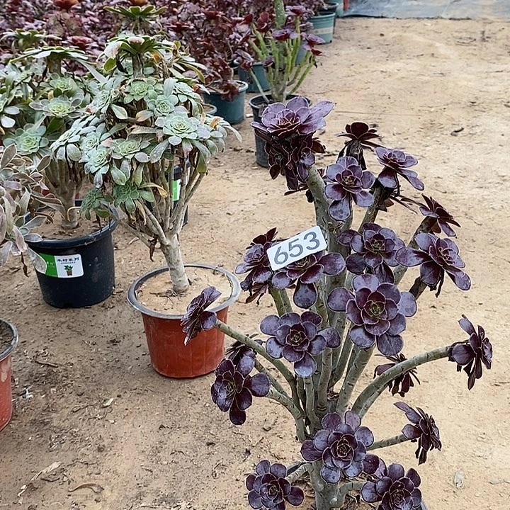 653，黑法师多肉法师