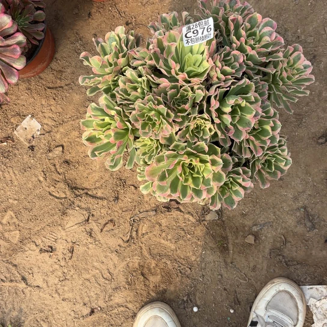 N. 976绿体女巫多肉12