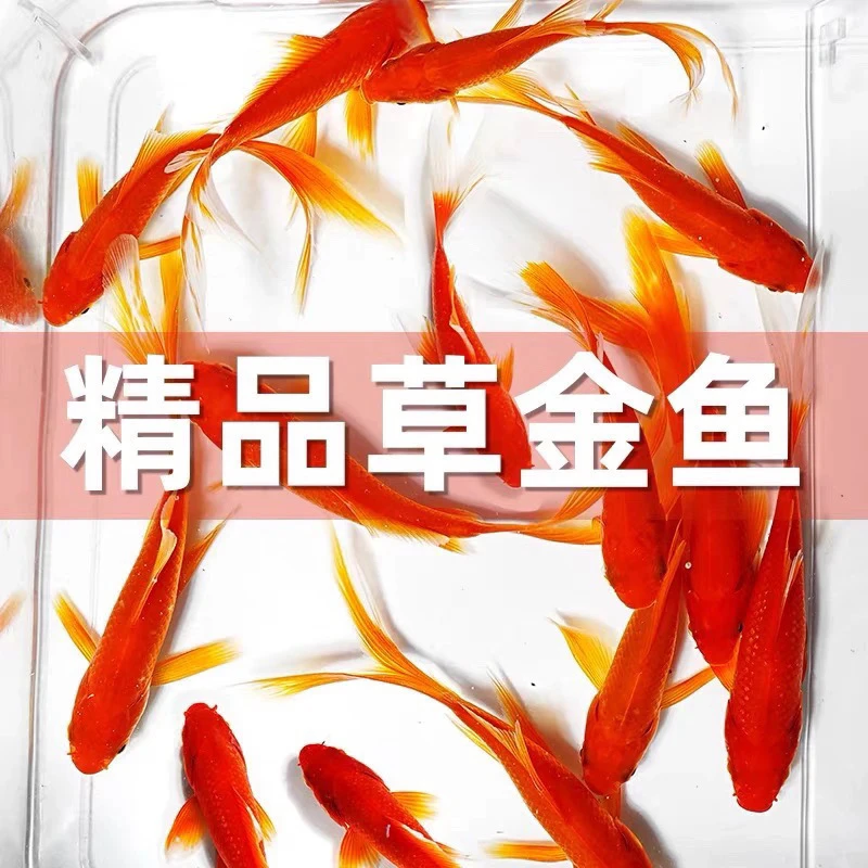3 - 6厘米精品烈焰红草金鱼好养耐活39条颜色随机搭配不指定