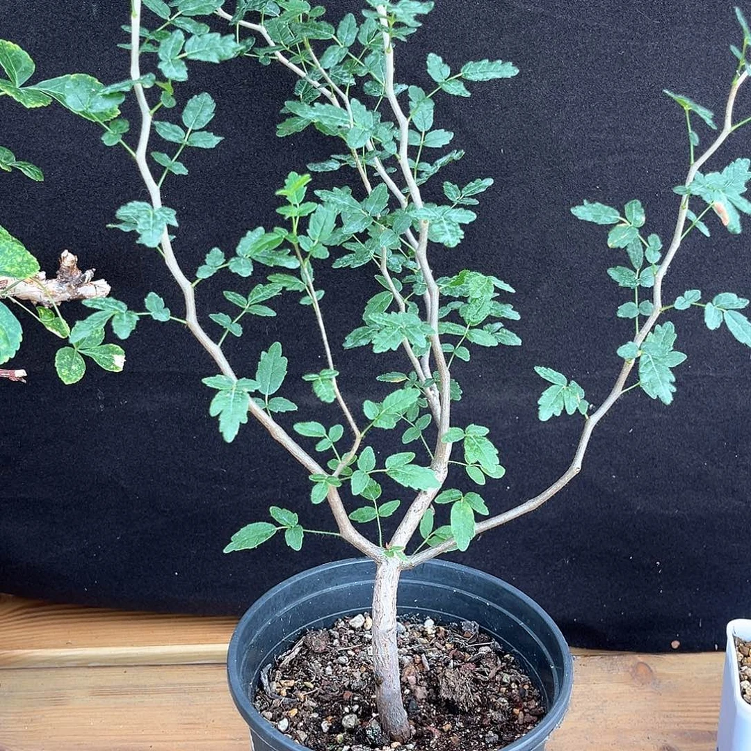 潮流植物 滔天橄榄