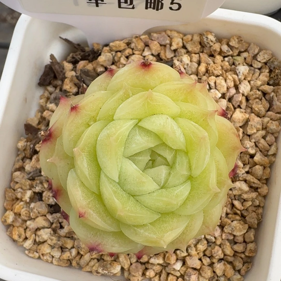 0224-05-无心绿单头