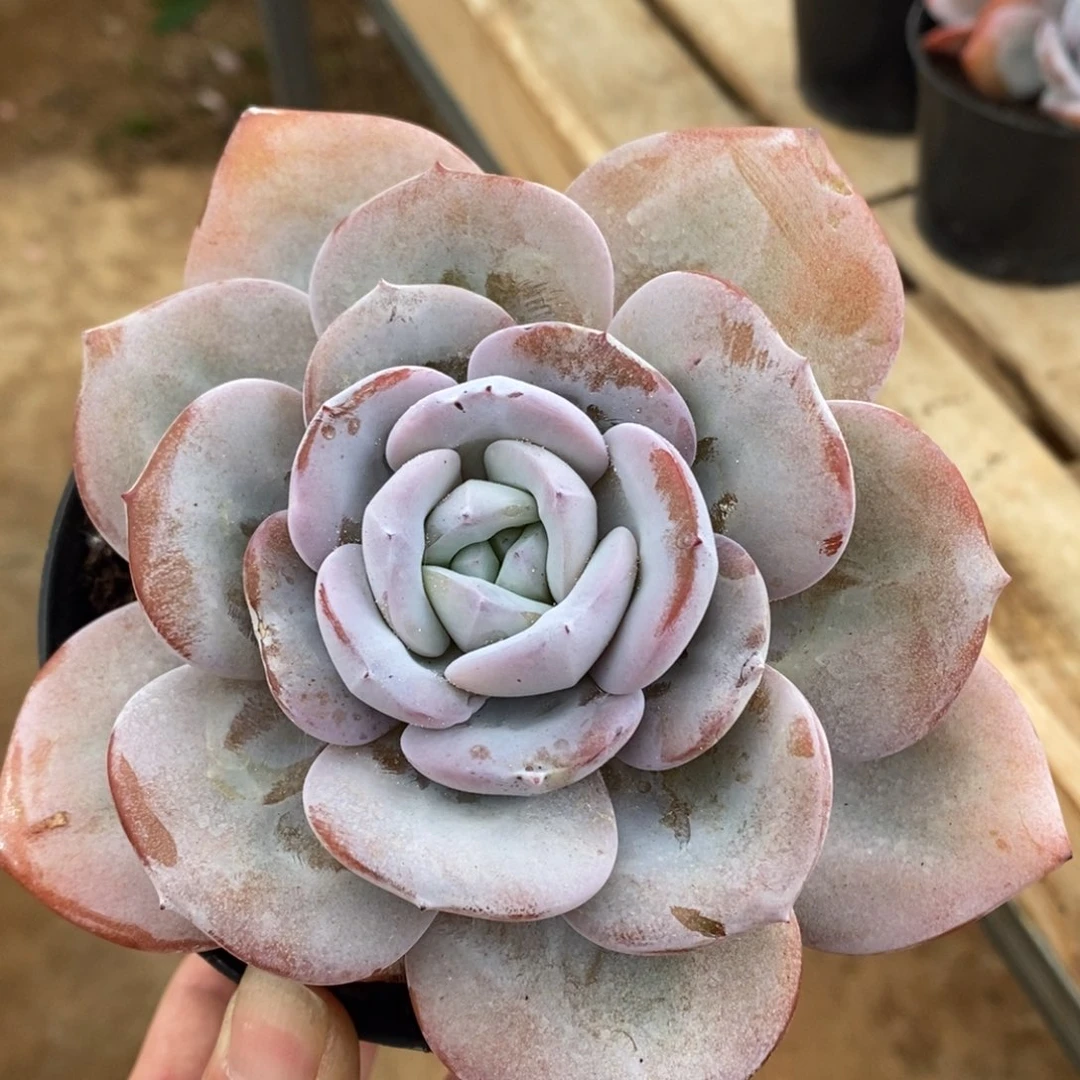 单头奶茶哈哈哈哈哈哈