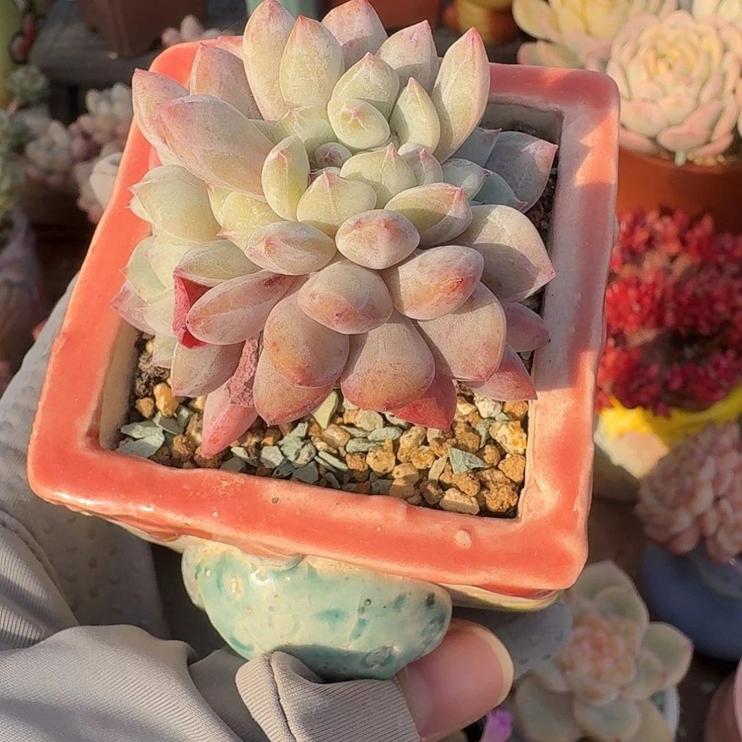 星影缀 多肉含盆土 一物一拍