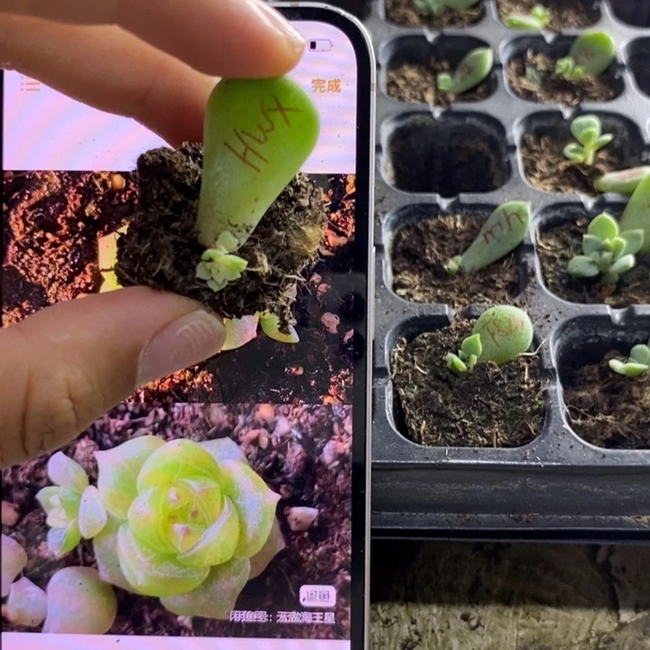 海王星芽苗一个多肉