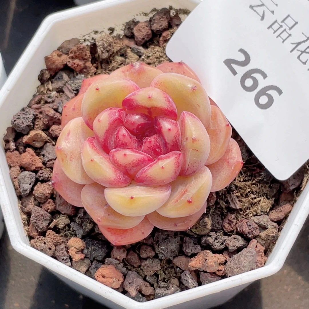 8*姐266号糖心冰心珍妮