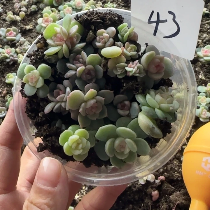 乔***乔绝绝子多肉一盘43