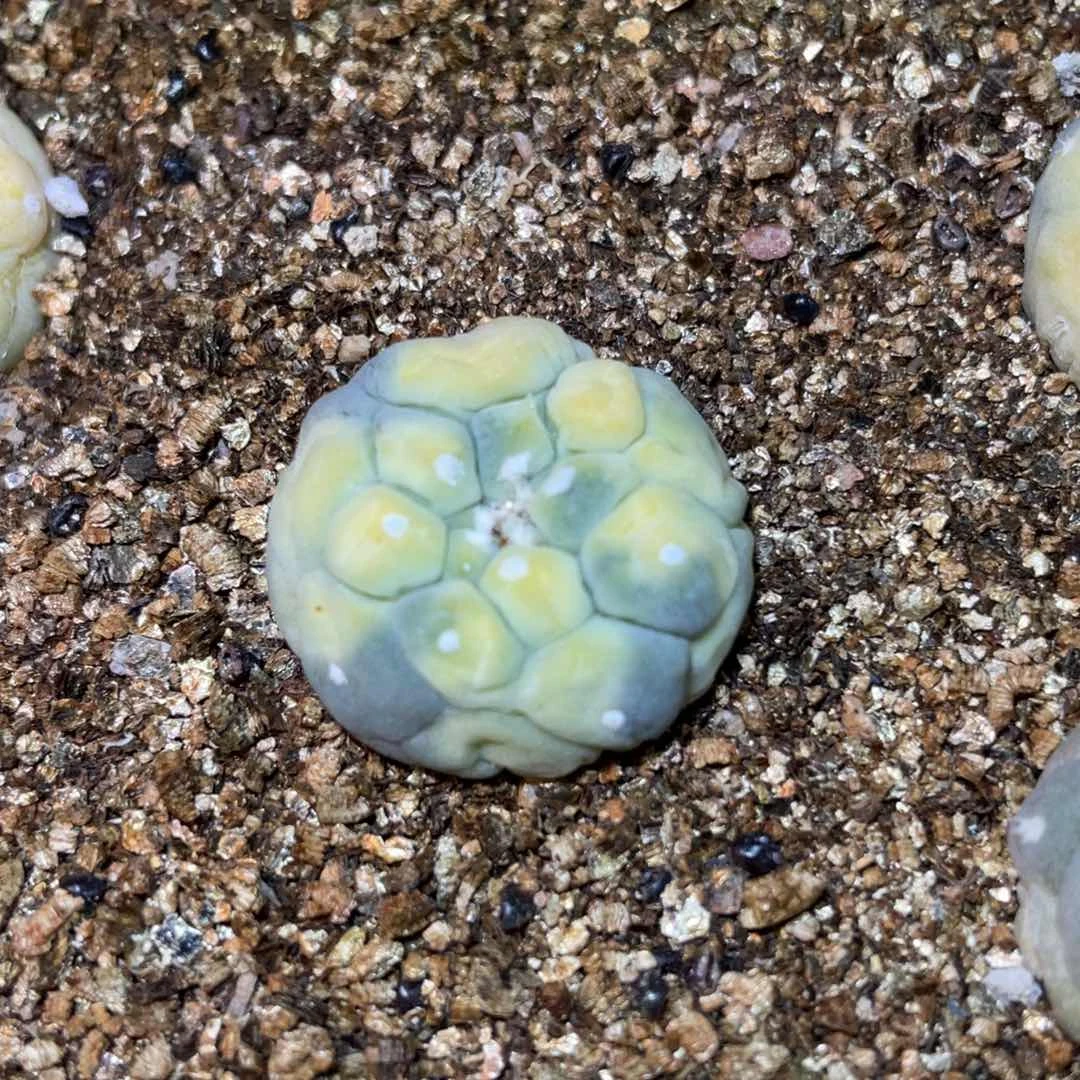 自根犹银锦 仙人球