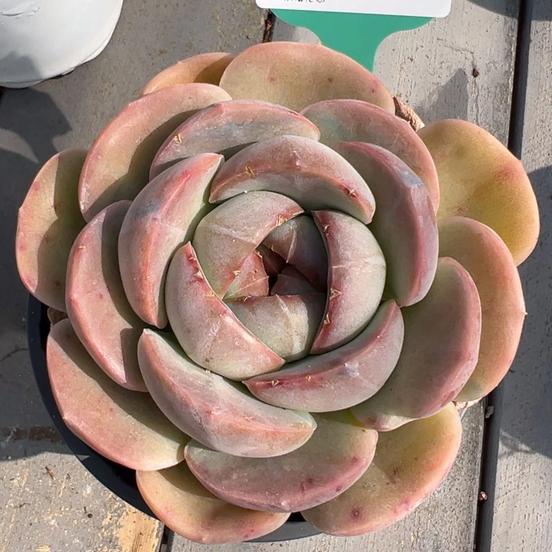 从前慢多多肉精选编号0425.43