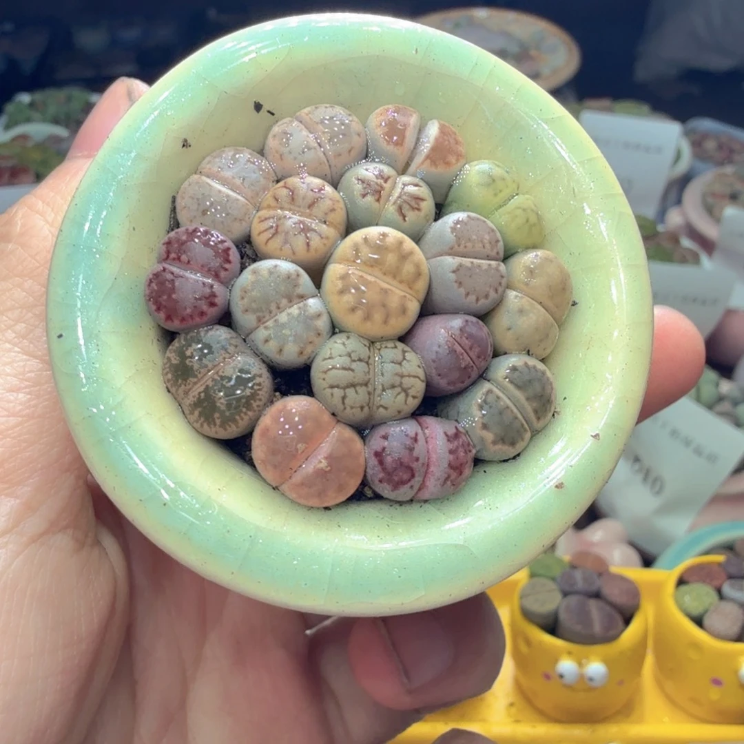 多肉植物福利冲714