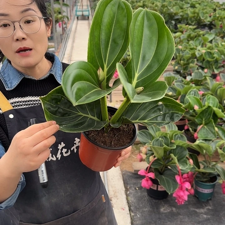 眼****尿宝莲灯小苗带叶损的
