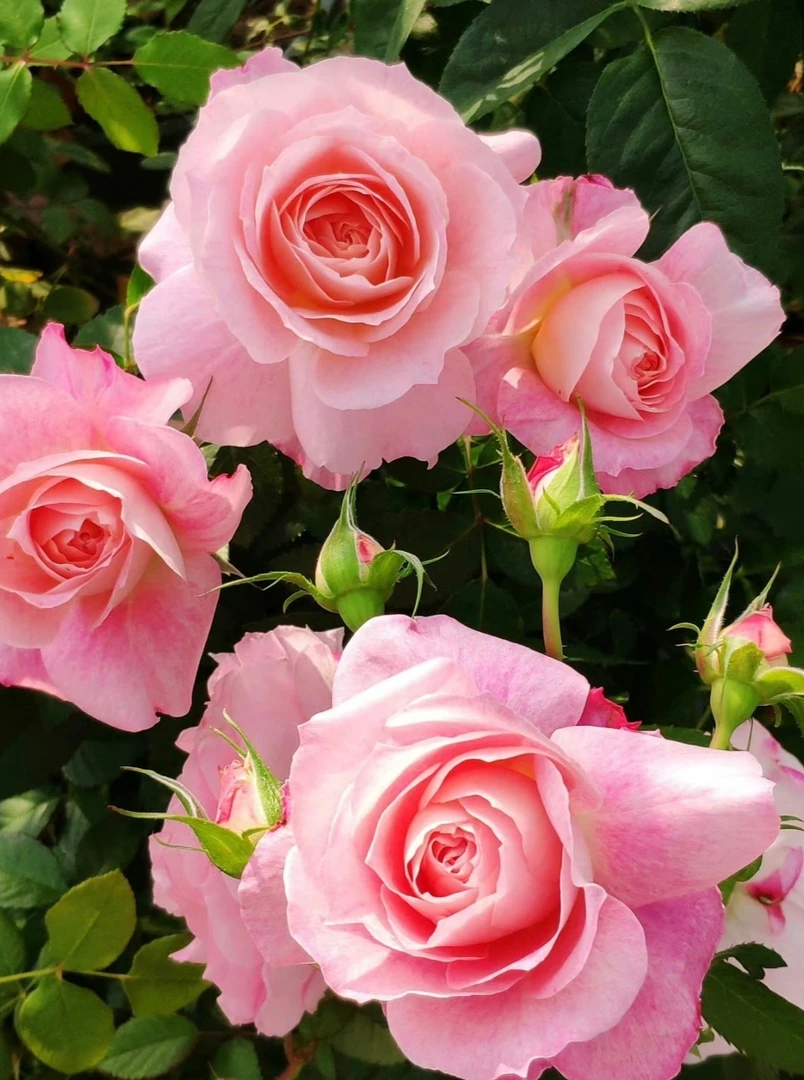 海神王大花浓香多季节爆花颜值高月季盆栽月季花适合阳台庭院种植