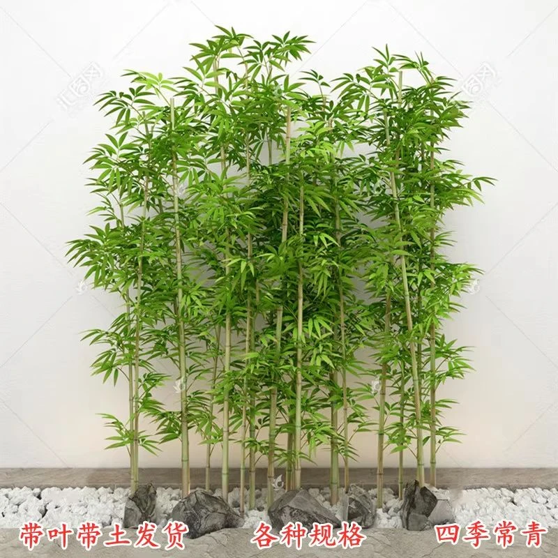 耐寒竹子苗庭院四季青竹苗紫苗竹篱笆竹苗盆栽花卉地栽植物绿化苗