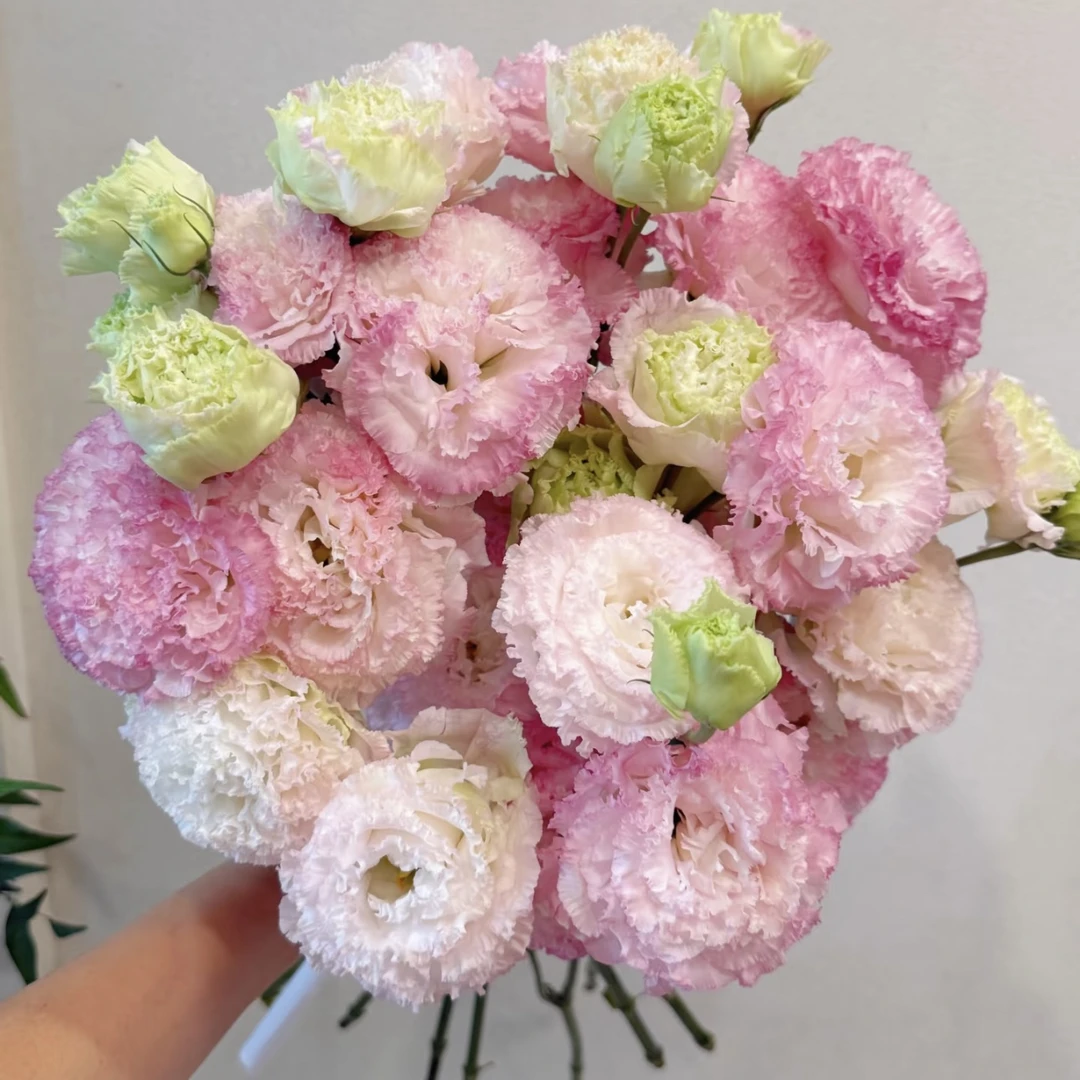 【杨鹏鲜花】农民彩粉 洋桔梗 云南鲜花包邮