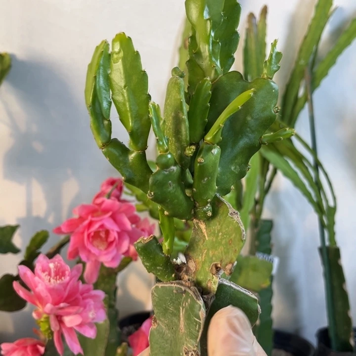 当前无花栽培后可以开花227