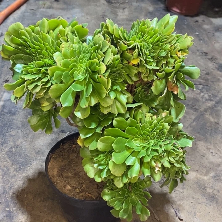 绿羊绒缀多肉植物50。