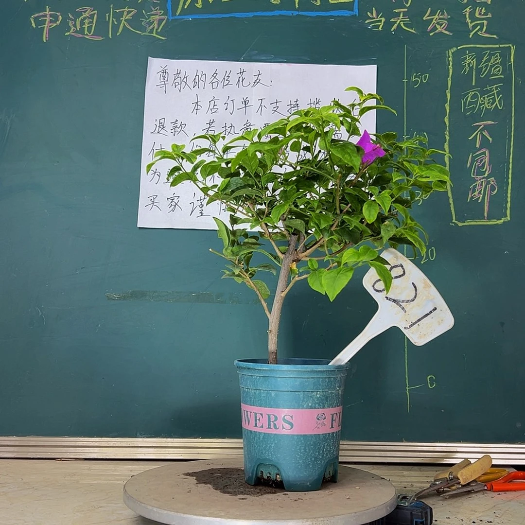 当前无花栽培后可以开花 金龟紫  821