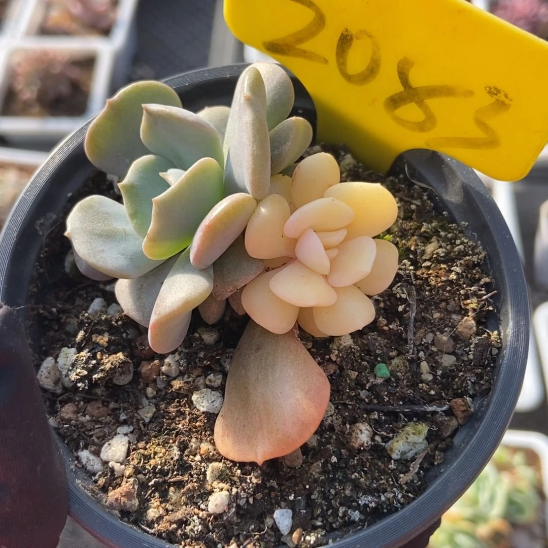 2083雪精灵锦多肉植物保护