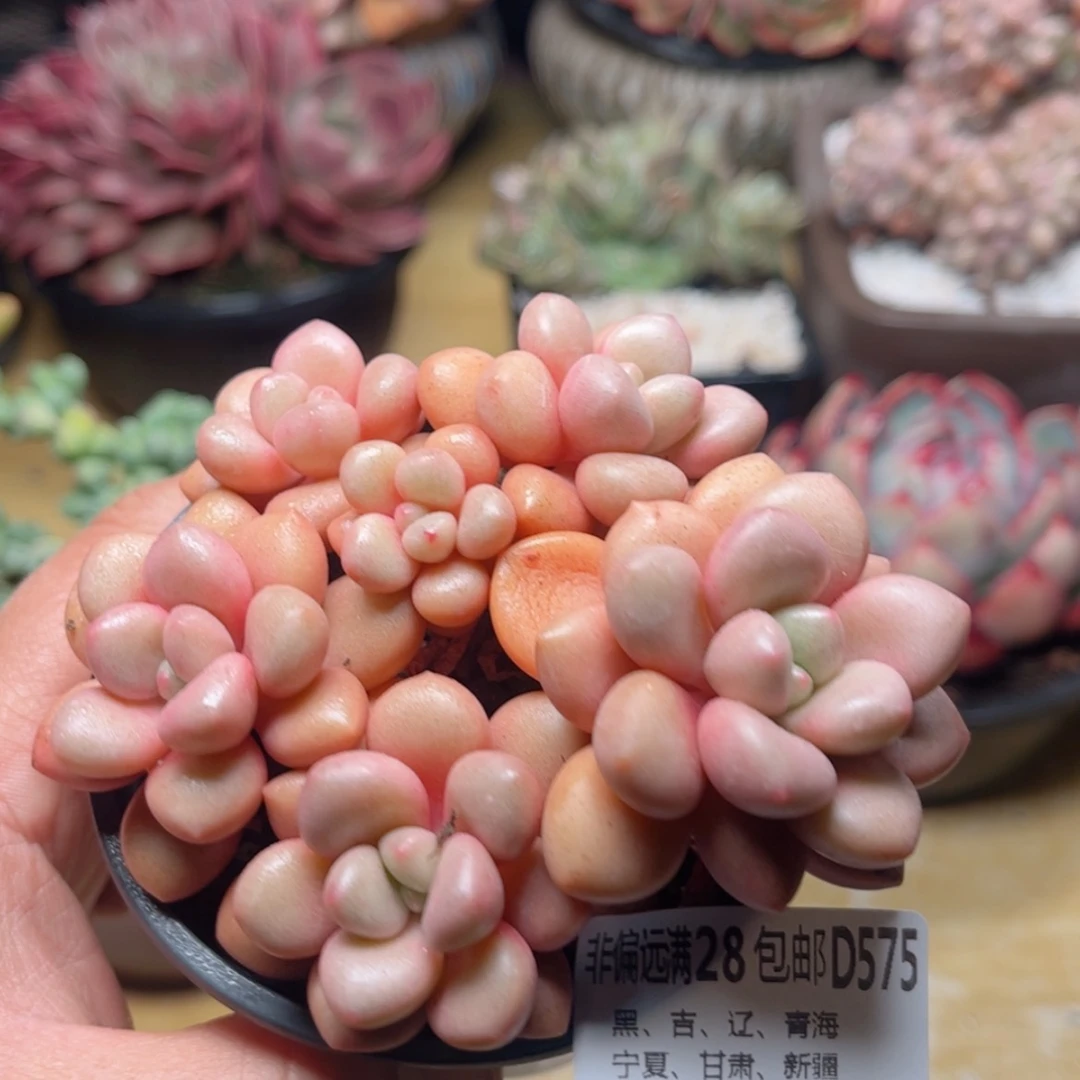 【闪购商品】575先锋派