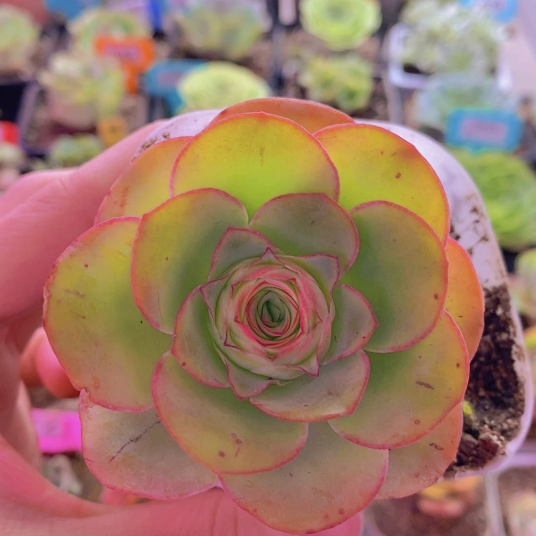 山地玫瑰一物一拍386