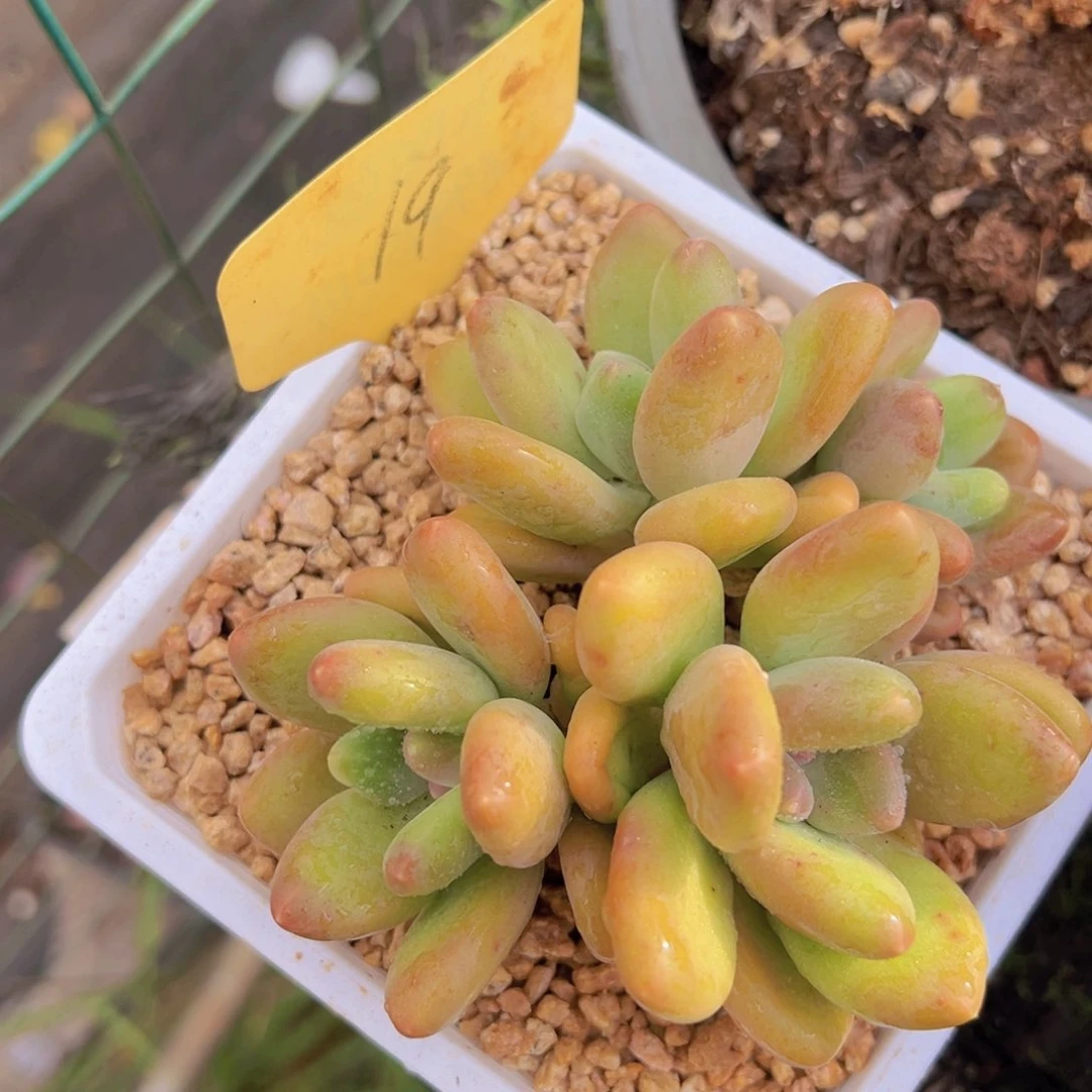 香玉的故事是一个人的故事吗