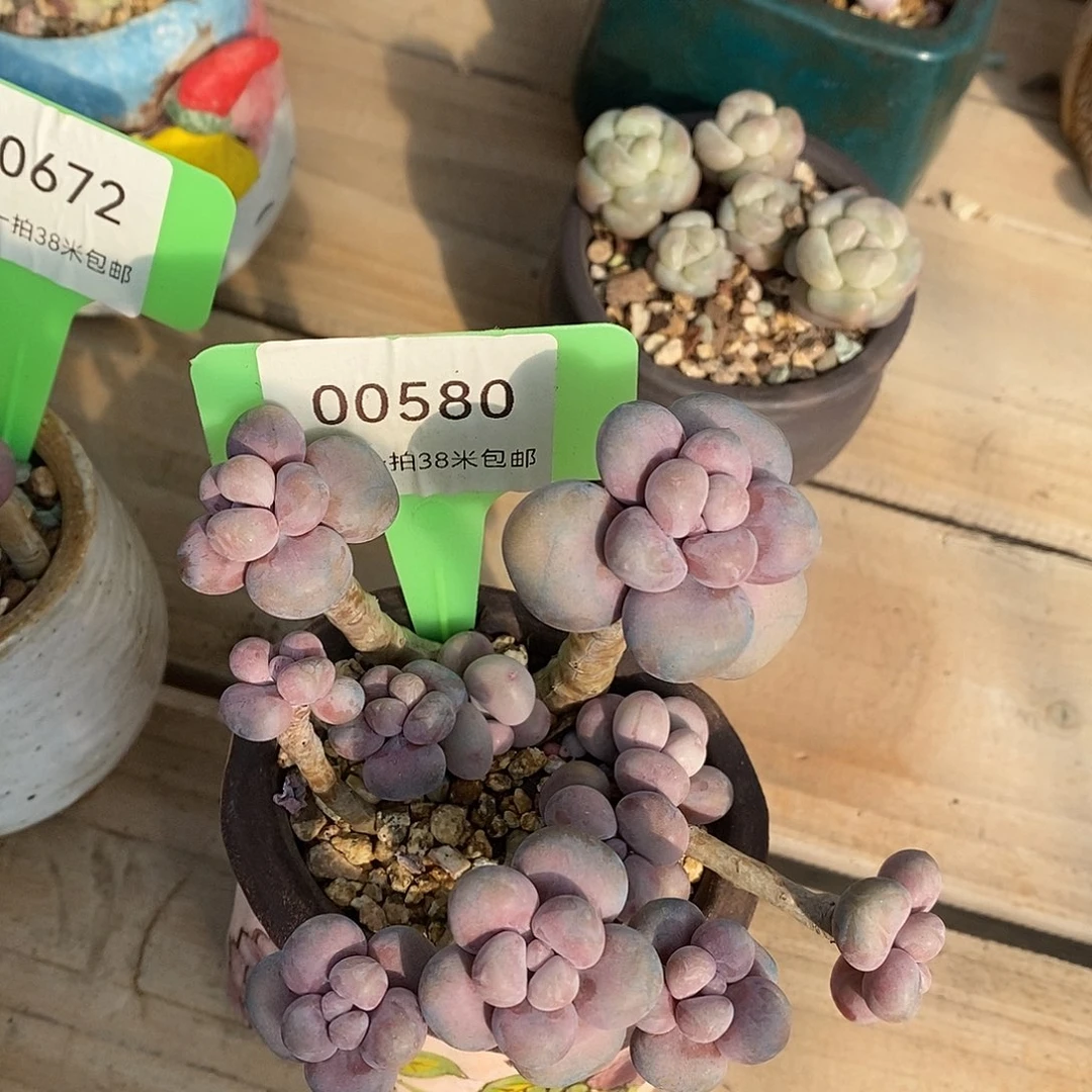 00580号他啊无聊咯