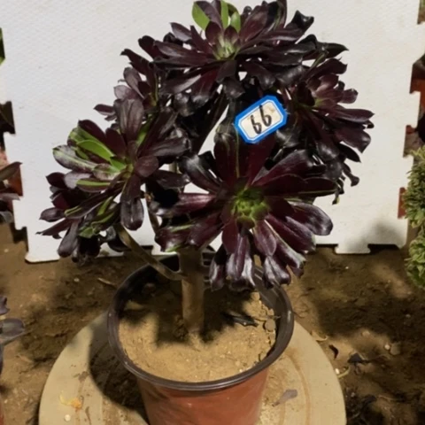 多肉水墨丹青一物一拍