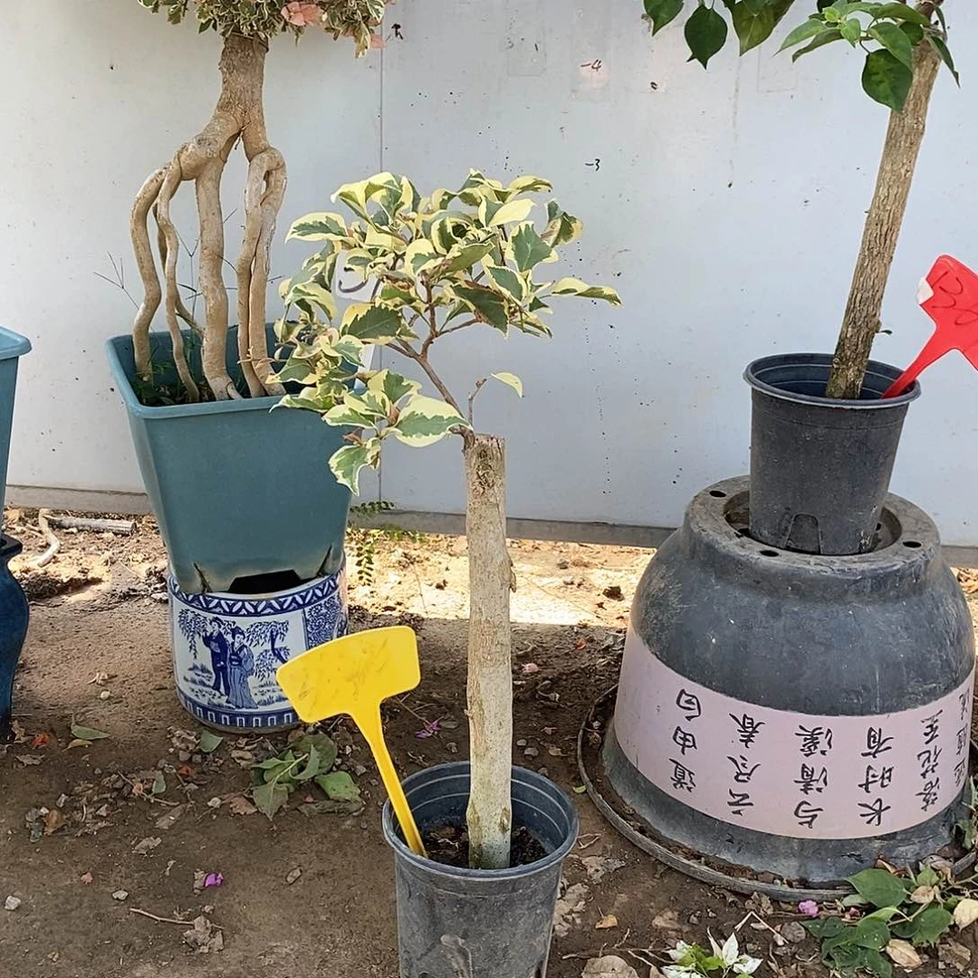 大部分开放少量花苞橙冰3630