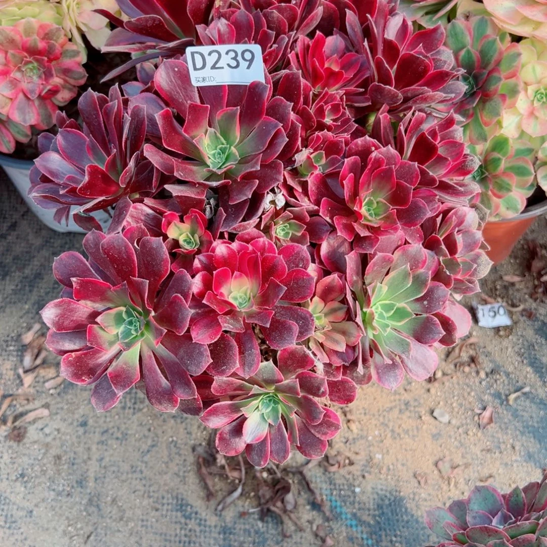 239金丝雀多肉植物法师