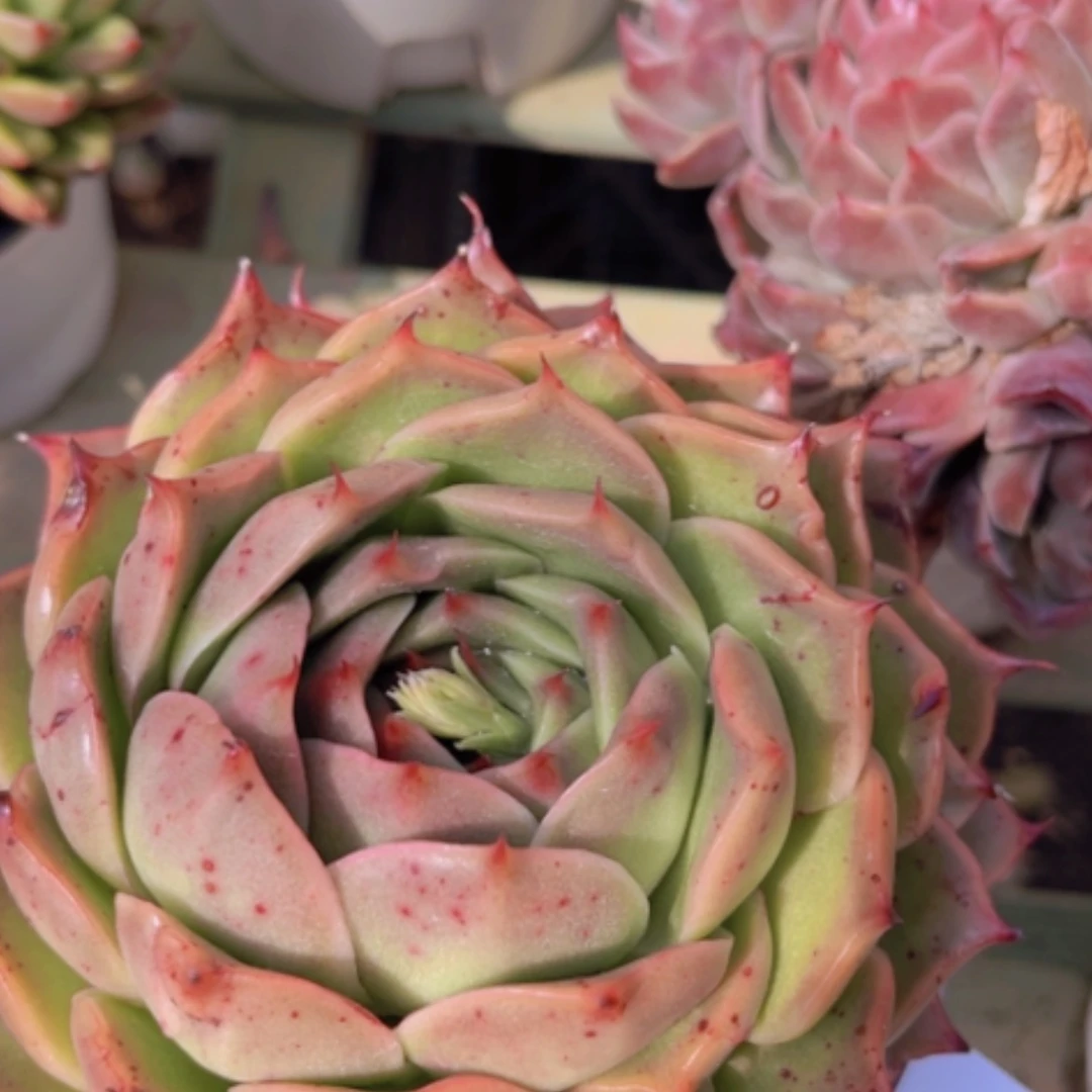 【闪购商品】杂1961