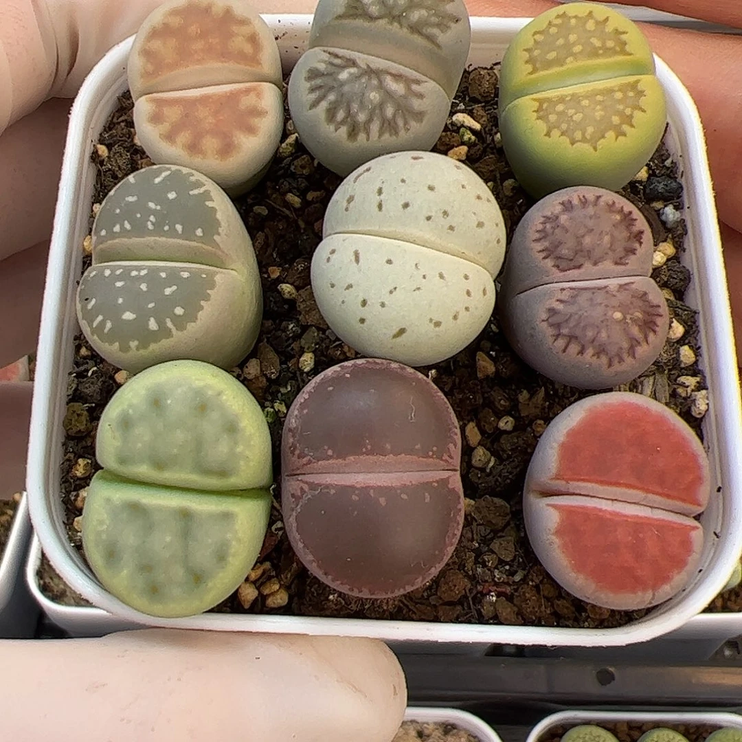 生石花多肉彩拼一盆