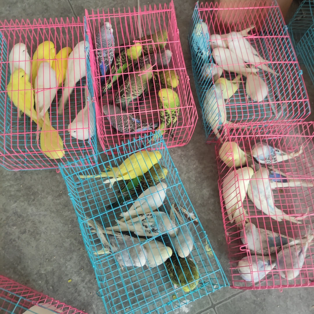 大头鹦鹉了手养可放飞活体活泼可爱一只价格不包邮,联系客服