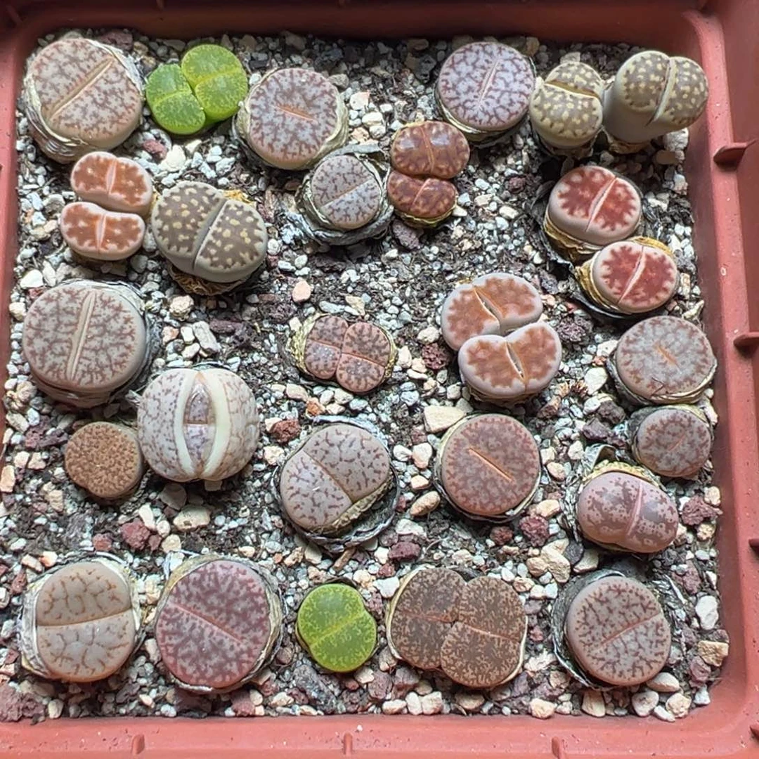 【闪购商品】 1053。