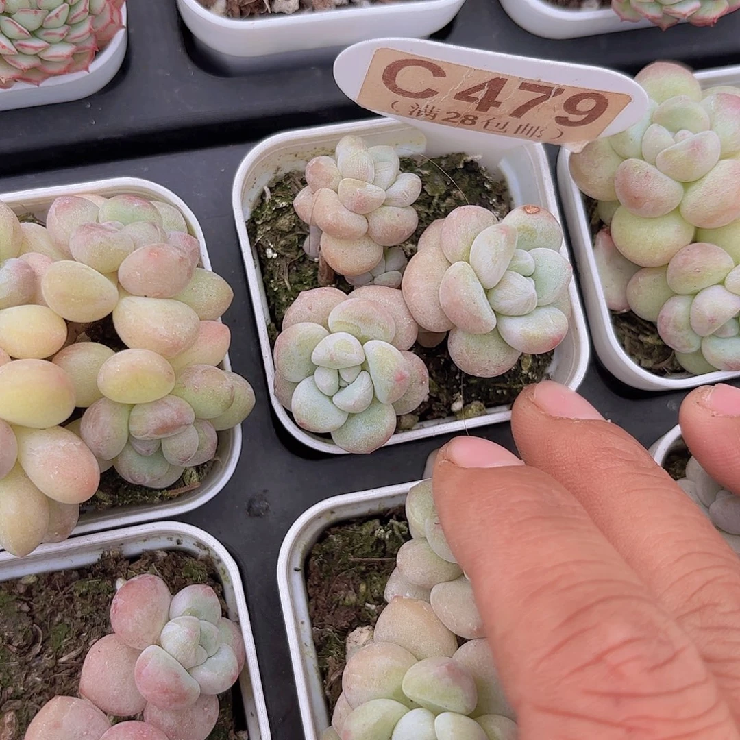 C479泡泡糖一物一拍
