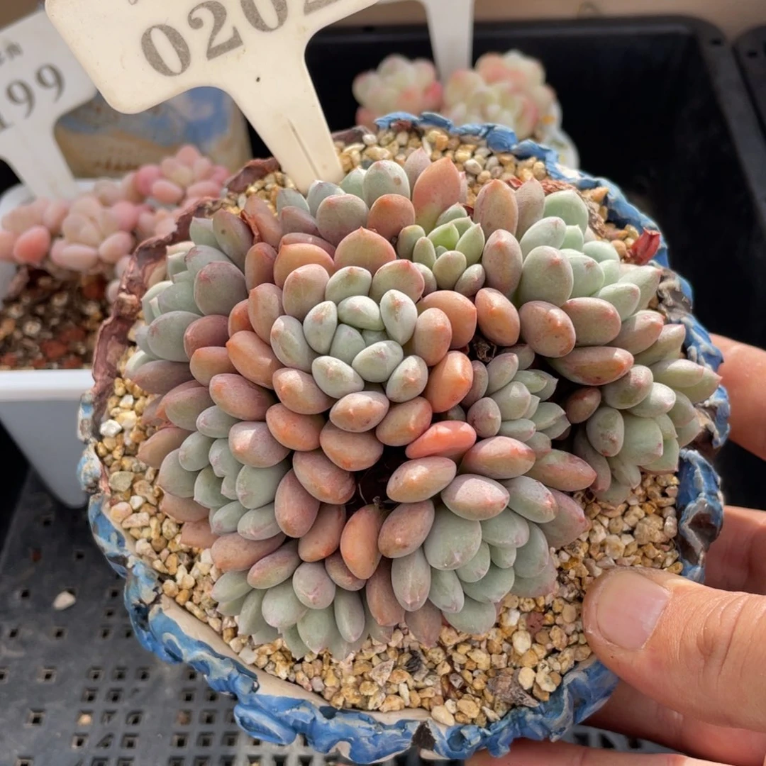 0202特殊系统不带盆10厘米