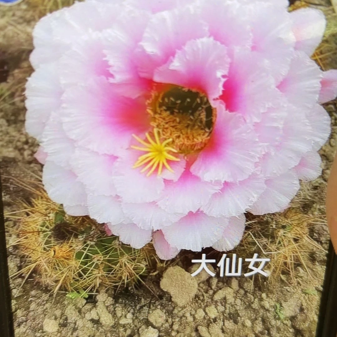 大仙女侧牙20包邮仙人球41